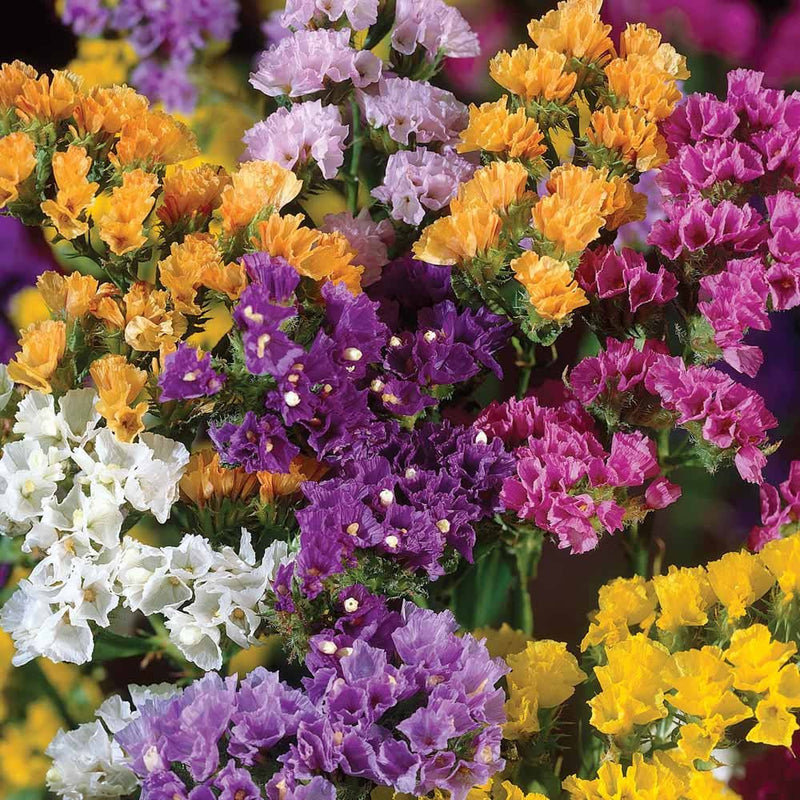 Rat tail statice limonium suworowii samen for anpflanzung in blume borders