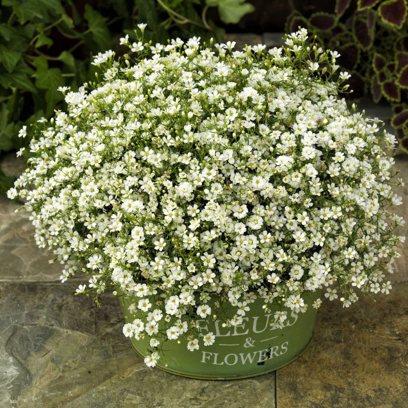 Semillas de flores de Gypsophila Snowflake blanca para sembrar – popular como flor de corte – variedad tradicional y semillas sin transgénicos para el jardín doméstico