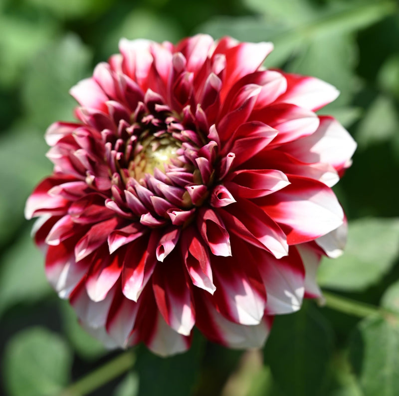 Blanco y rojo Crisantemo semillas de flores para sembrar – flores perfumadas – variedad tradicional y semillas sin transgénicos Huerto doméstico