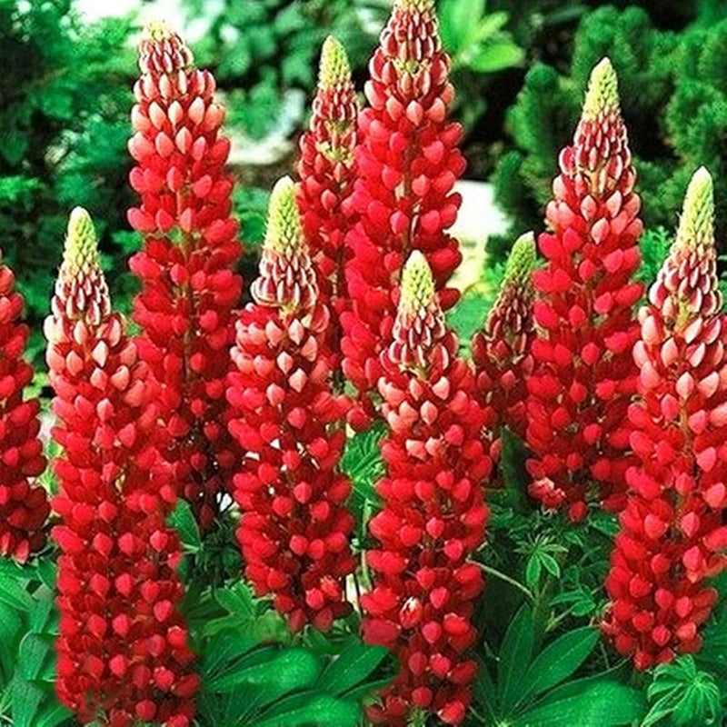 Rot lupin blume samen for anpflanzung - drought tolerant, heirloom & gmo free samen for home garten
sale samen for anpflanzung in home garten