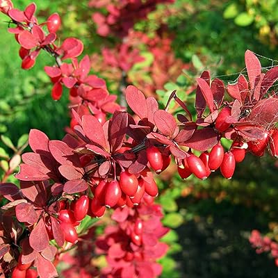 Rot pyracantha fortuneana blume samen for anpflanzung - colorful display, heirloom & gmo free samen for home garten
sale samen for home garten