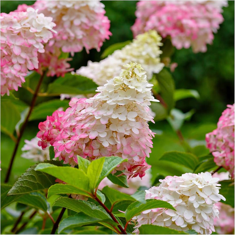 Weiß rosa hydrangea blume samen for anpflanzung low maintenance heirloom & gmo free samen for home garten
sale samen for home garten anpflanzung