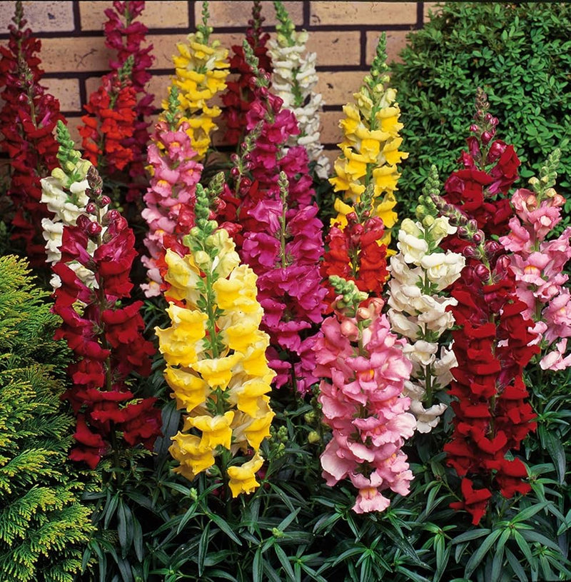 Semillas de flores Antirrhinum Majus para siembra, tolerantes a la sequía, variedad tradicional y sin ingeniería genética, semillas para jardín doméstico
