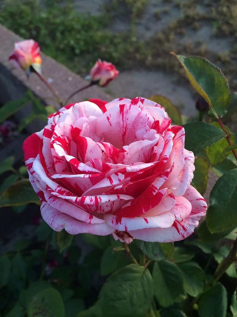 Weiß rosa rose blume samen for anpflanzung - cottage garten essential, heirloom & gmo free samen for home garten
sale samen for anpflanzung in home garten