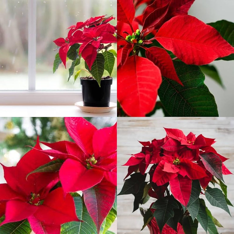 Semillas de estrella de Navidad para sembrar – ideal para jardines de estilo rústico – variedad tradicional y semillas de jardín sin ingeniería genética