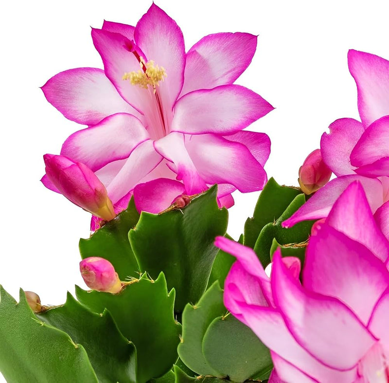 Semillas de flores blancas y rosas de Zygocactus Truncatus para sembrar – temporada de floración prolongada – variedad tradicional y semillas sin transgénicos para el jardín doméstico