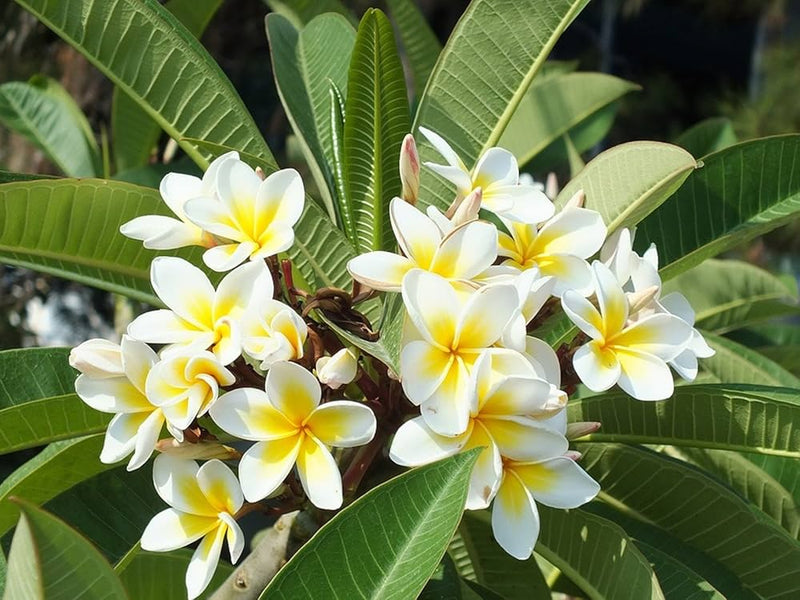 Polanisia dodecandra for anpflanzung in blume bed
