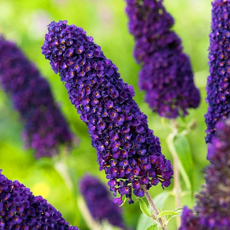 Buddleia buddleja davidii samen for anpflanzung in butterfly garten