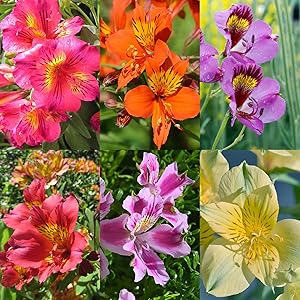 Alstroemeria alstroemeria spp for anpflanzung in blume bed
