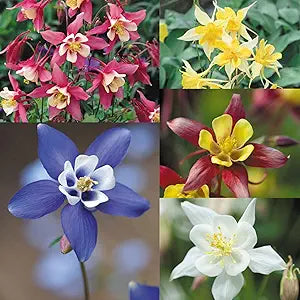 Aquilegia viridiflora perennial blume samen for colorful gardens
