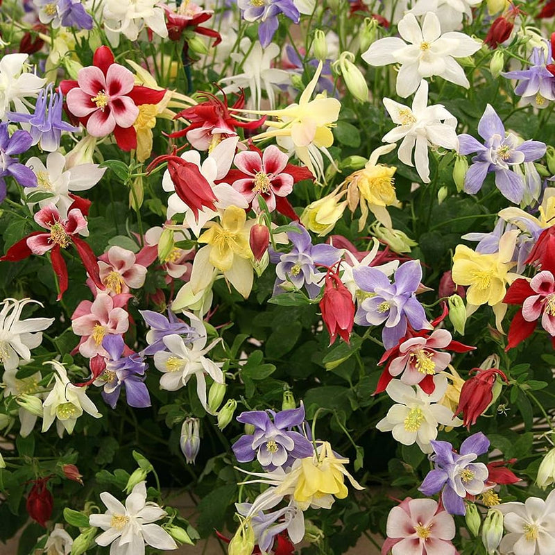 naranja blanco aguileña semillas de flores para siembra, favorables para los polinizadores, variedad tradicional y sin organismos modificados genéticamente, semillas para jardín doméstico
