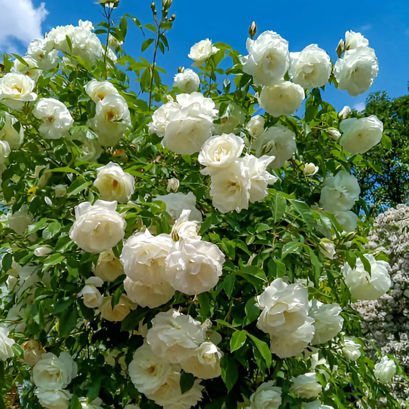 Semillas de flores de rosa trepadora blanca para sembrar – mezcla de flores silvestres – variedad tradicional y sin ingeniería genética, semillas para el jardín doméstico