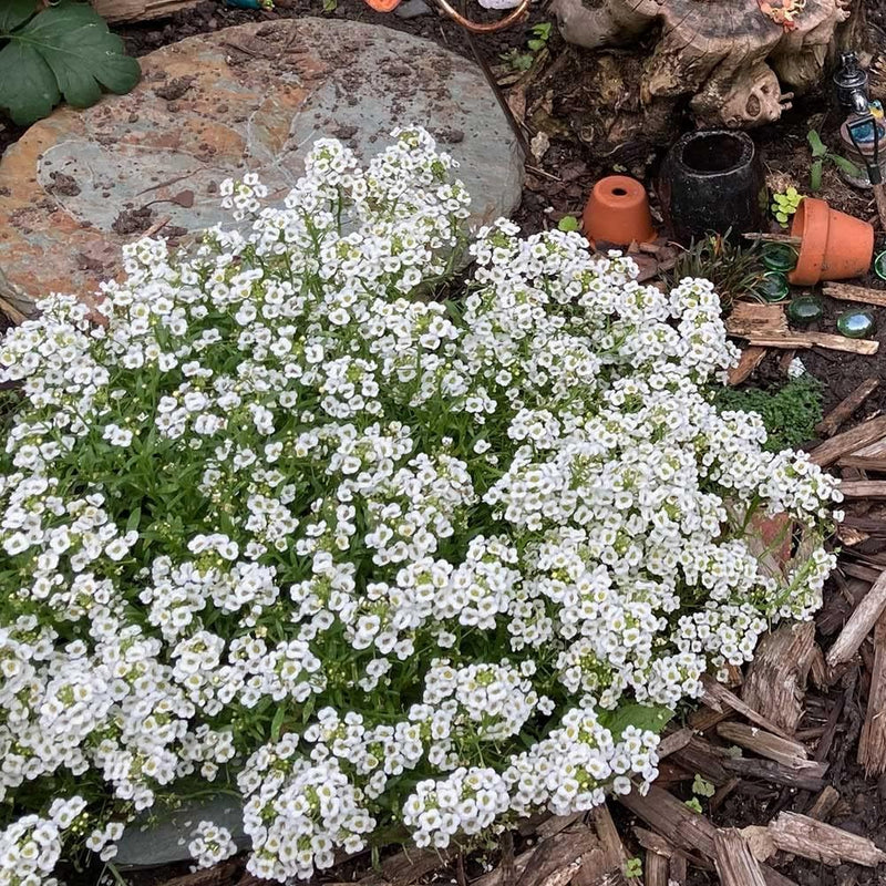 Weiß myosotis blume samen for anpflanzung - long bloom season, heirloom & gmo free samen for home garten
sale samen for home garten