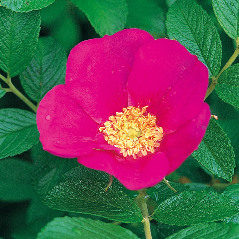 Rot rugosa rose blume samen for fragrant garten bushes