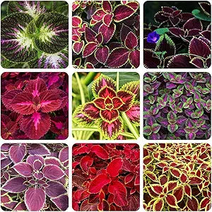 Rare color coleus for anpflanzung in home garten