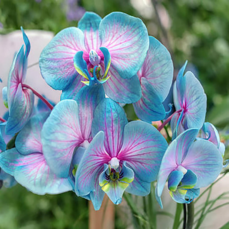 Rainbow phalaenopsis orchid blume samen for anpflanzung - perfect for borders, heirloom & gmo free samen for home garten
sale for anpflanzung in home garten.