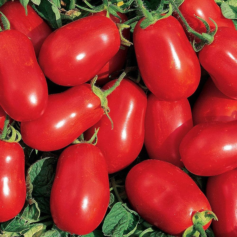 Roma vf tomato für aussaat in home gemüse patch
