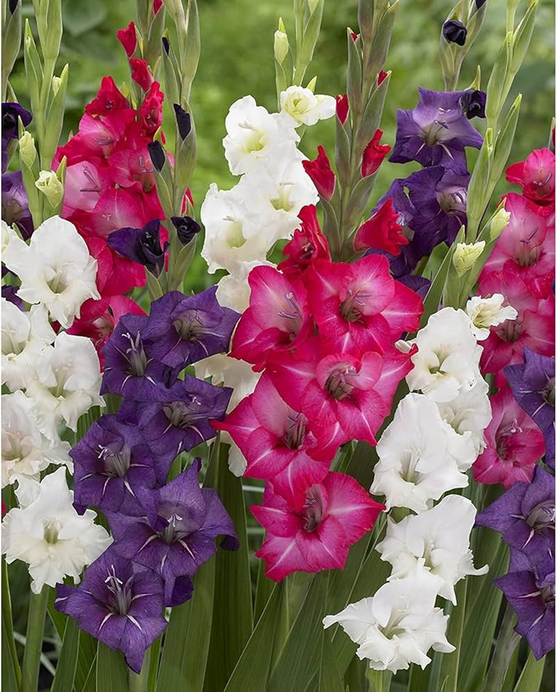 Semillas de flores de gladiolo rojo y lila para sembrar, tolerante a la sequía, variedad tradicional y sin transgénicos, semillas para el jardín doméstico