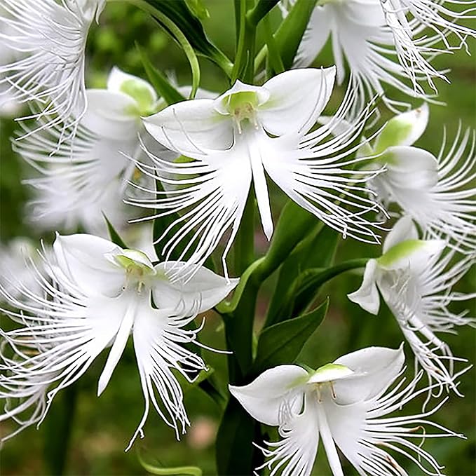 Weiß egret blume samen for anpflanzung vibrant colors heirloom & gmo free samen for home garten
sale samen for home garten anpflanzung