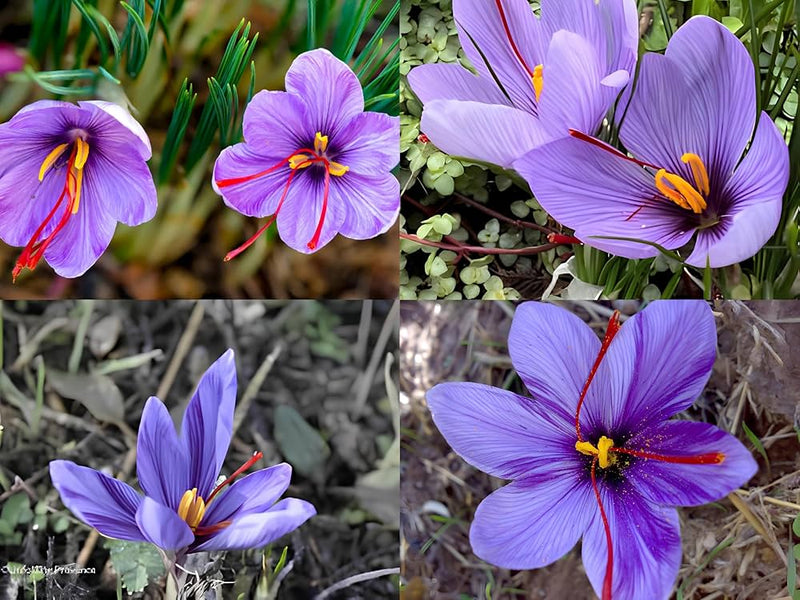 Saffron blume samen crocus sativus for gourmet spice harvest
