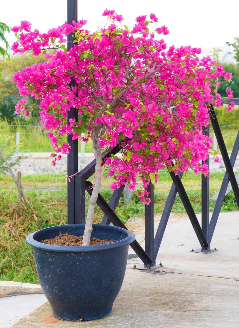 Variedad tradicional Patio Potted, semillas de flores para sembrar, variedad tradicional de alta calidad y sin organismos modificados genéticamente, semillas para el jardín doméstico