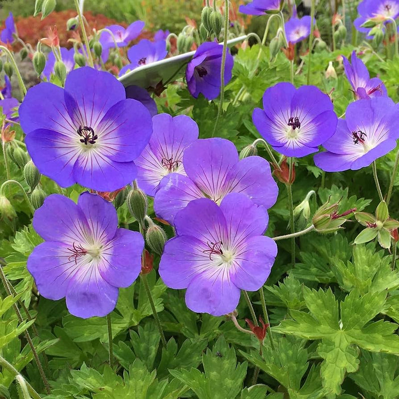 Rare lila geranium pelargonium samen