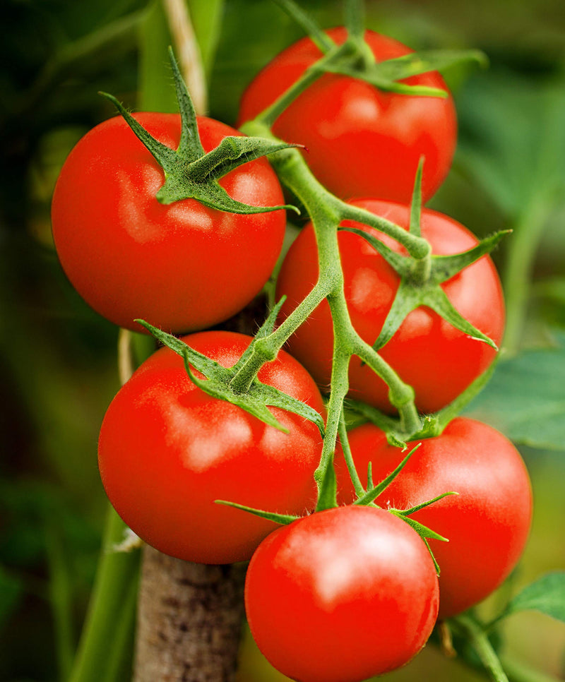 Traditionelle tomato homestead samen für aussaat in gemüse patch
