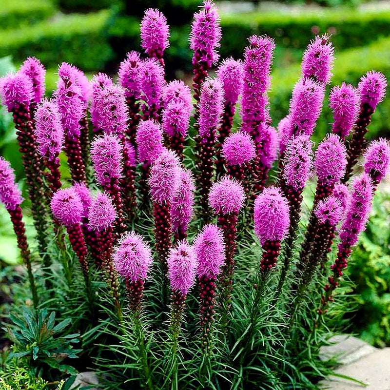 Graines de Gayfeather violette à semer – fleurs parfumées – variété traditionnelle et sans OGM, graines pour jardin potager