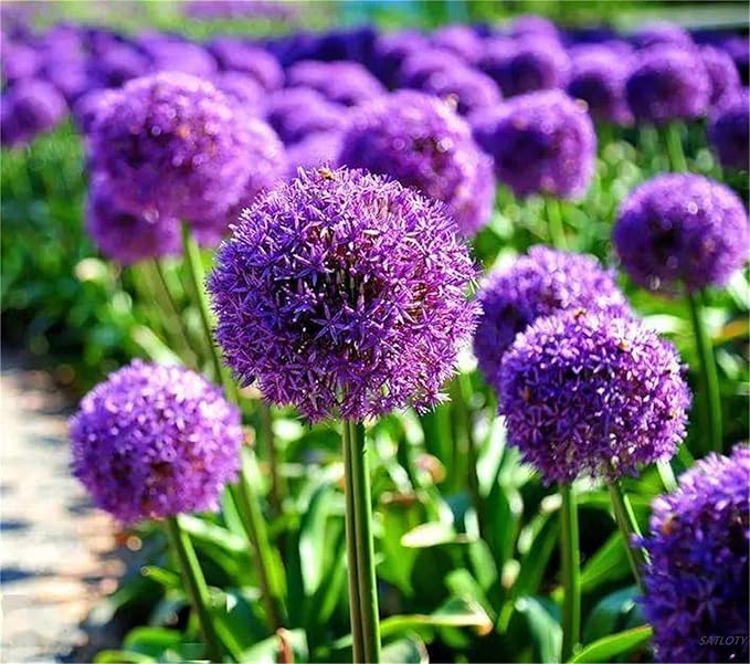 Semillas de Allium giganteum gigante para siembra, flores de jardín y parterre