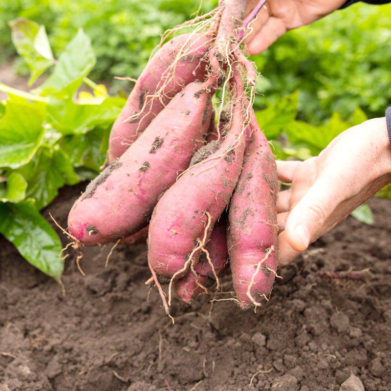 Süße potato ipomoea batatas pflanze samen