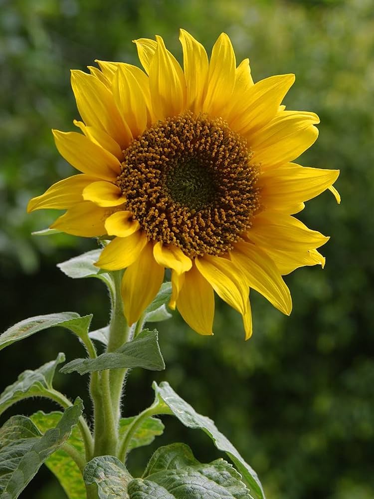 Organic sunflower helianthus for anpflanzung