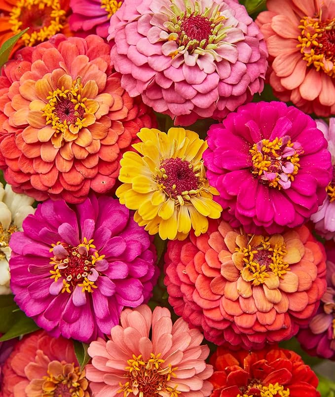 Zinnia zinnia spp for anpflanzung in blume bed