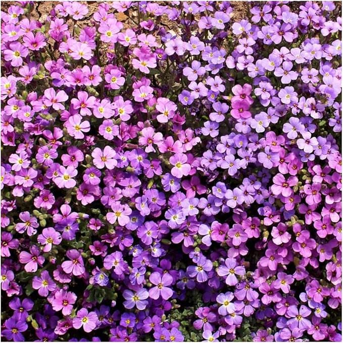 Rockcress aubrieta deltoidea for anpflanzung in rock garten