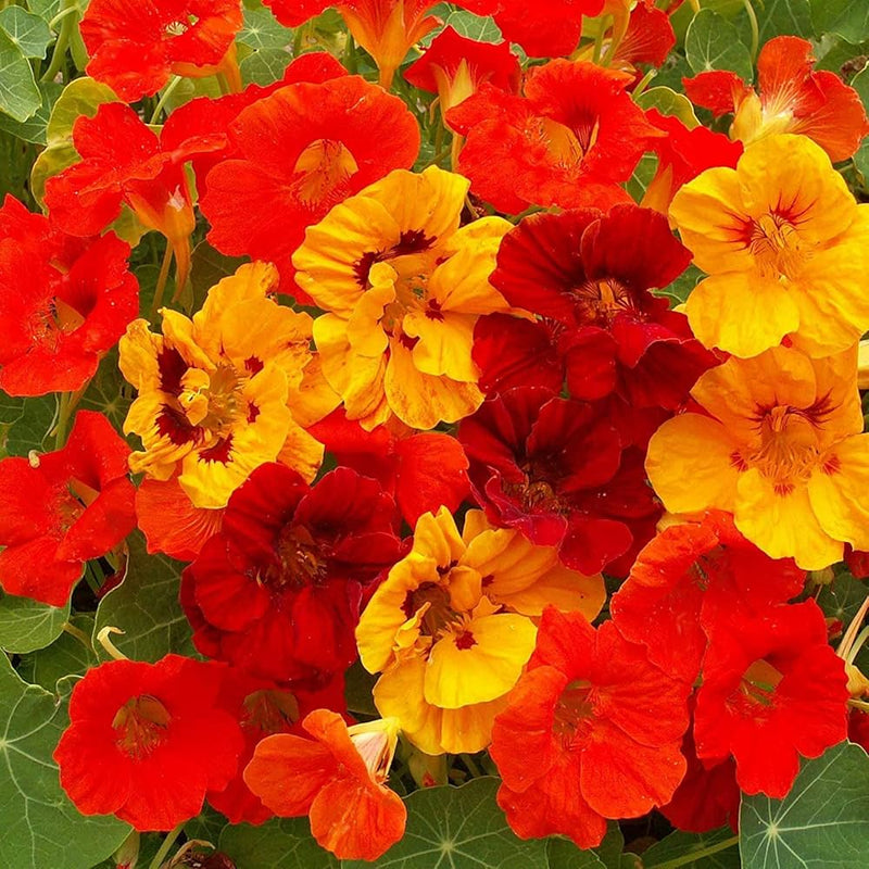 Capucine rouge et jaune graines de fleurs à semer floraison parfumée variété traditionnelle et sans OGM graines pour jardin