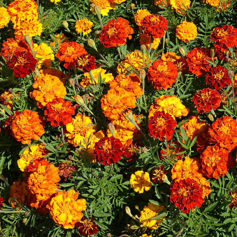 Marigold doppelte gelbe und rote for anpflanzung in blume bed