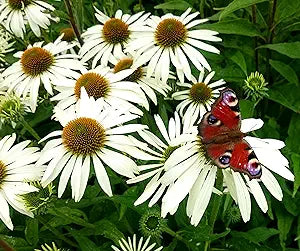 Weiß coneflower echinacea samen for beautiful weiß blooms