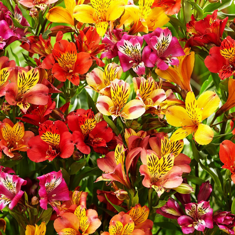 Alstroemeria aurantiaca blume samen for anpflanzung - garten favorite, heirloom & gmo free samen for home garten
sale samen for anpflanzung in home garten