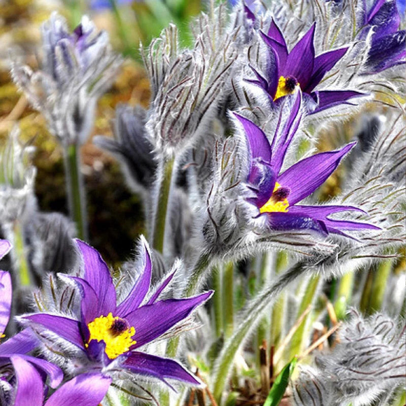 Violet pulsatilla blume samen for anpflanzung - drought tolerant, heirloom & gmo free samen for home garten
sale for anpflanzung in home garten.