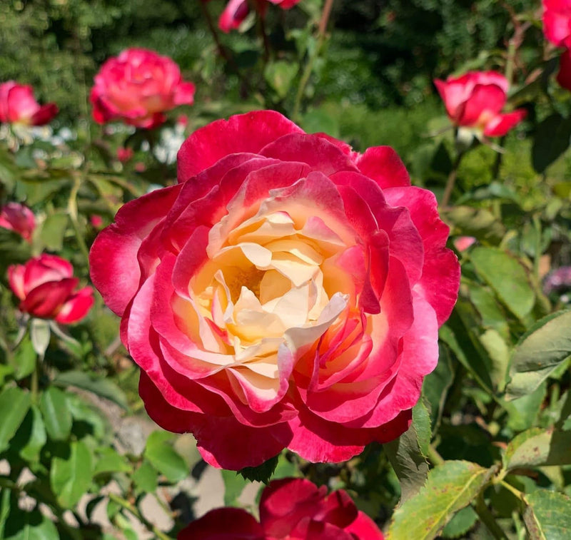 Rosa and gelb rose non-gmo heirloom garten samen blume samen for anpflanzung - pollinator friendly, heirloom & gmo free samen for home garten
sale for anpflanzung in home garten.