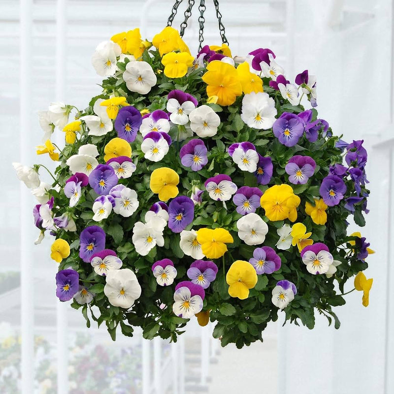 Tricolor petunia petunia spp. for anpflanzung in blume bed