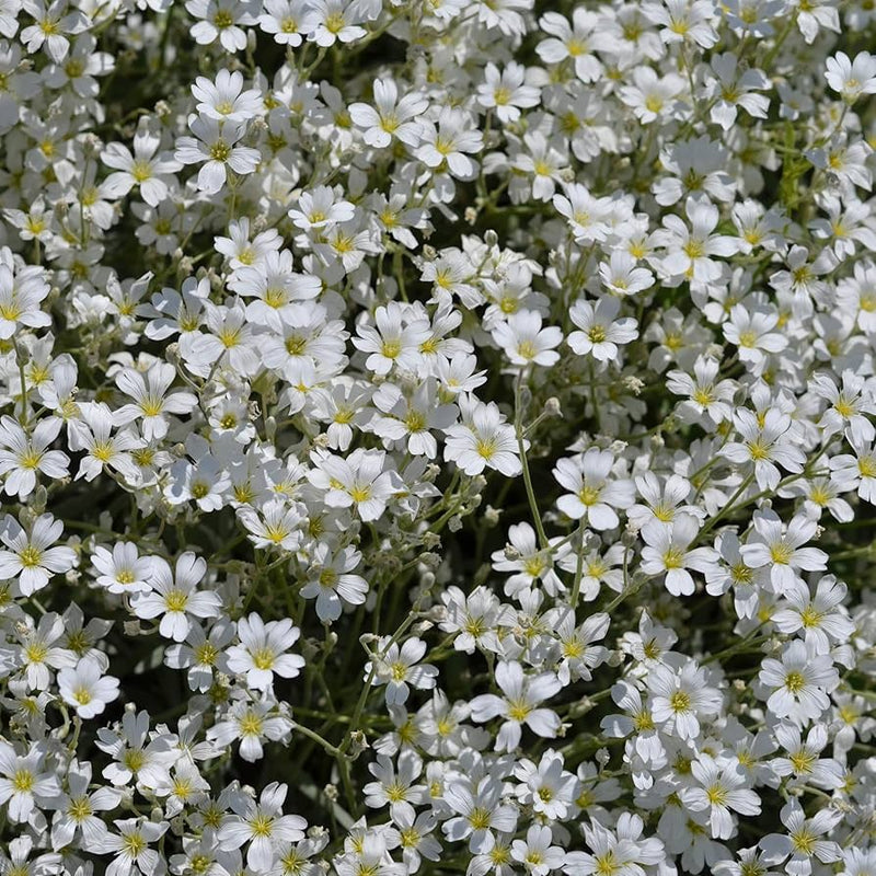 Weiß blume samen breath of the creeping child