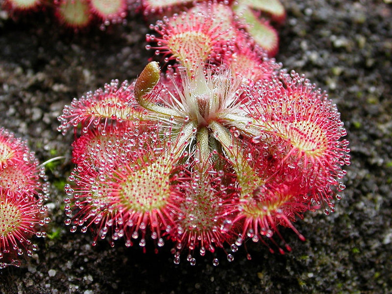 Rosa drosera sundew blume samen for anpflanzung - bright blooms, heirloom & gmo free samen for home garten
sale samen for anpflanzung in home garten