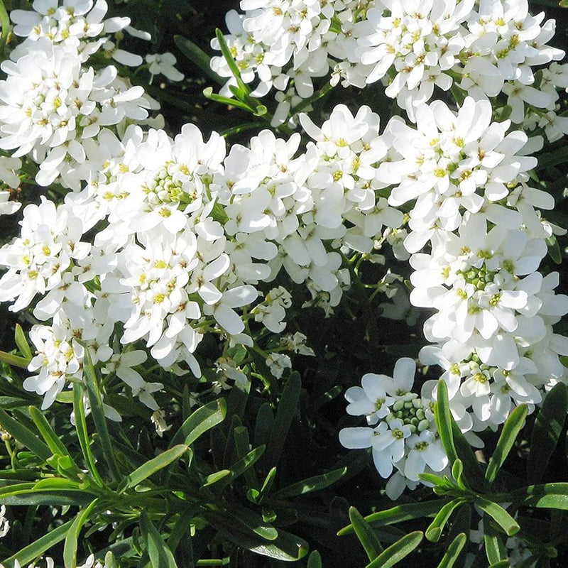 Weiß candytuft snow blume samen for anpflanzung pollinator friendly heirloom & gmo free samen for home garten
sale samen for home garten anpflanzung