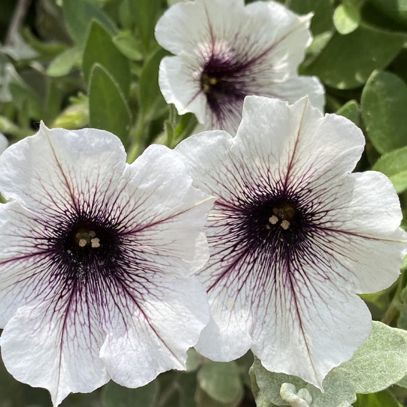 Siembra de petunia blanca y negra; semillas para espacios exteriores