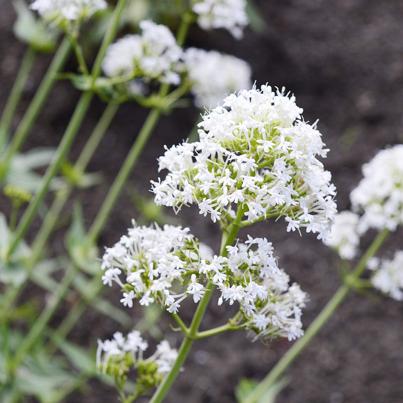 Weiß centranthus jupiter’s beard perennial blume samen