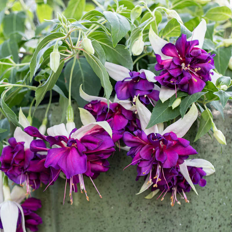 Semillas de orquídea mariposa blanca, flores luminosas, variedad tradicional y sin ingeniería genética, semillas para jardín doméstico