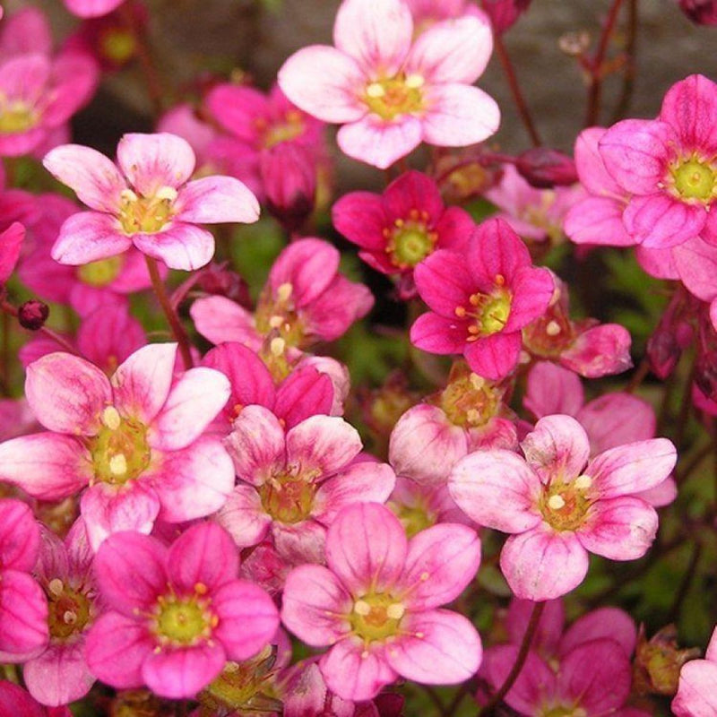 Saxifraga mossi samen - enhance your garten anpflanzung blume