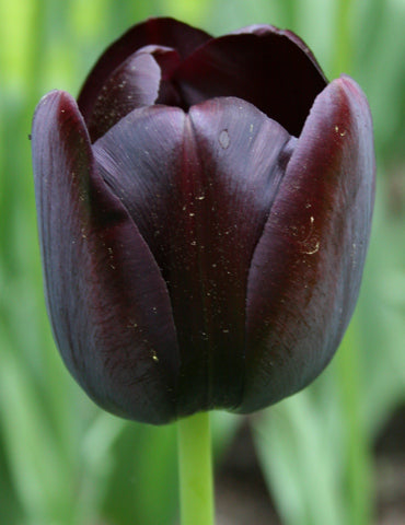 Graines de fleurs de tulipe noire à semer