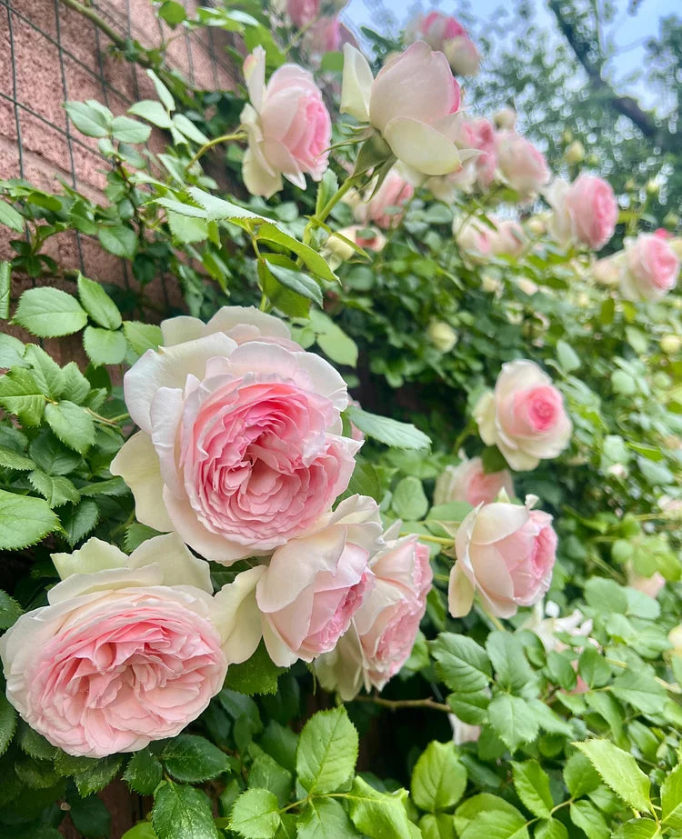 Semillas de rosal trepador rosas y blancas para siembra, larga temporada de floración, variedad tradicional y sin ingeniería genética, semillas para el jardín doméstico