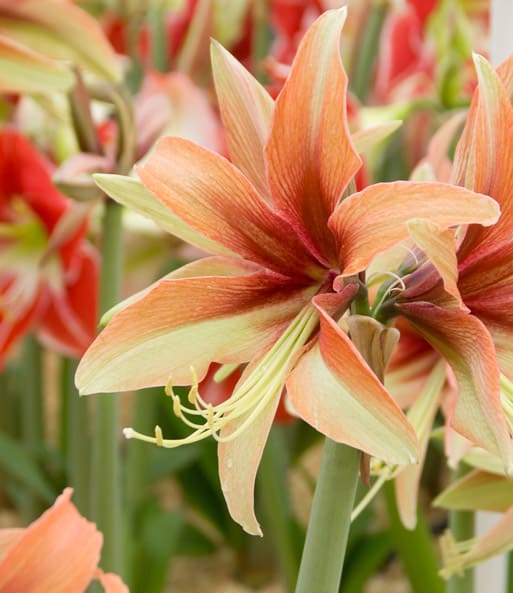 Semillas de flores de caballero verde suave para sembrar, variedad tradicional de alta calidad, sin ingeniería genética, semillas para el jardín doméstico